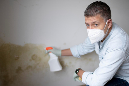 Pleśń czy grzyb na ścianie — Jak odróżnić?